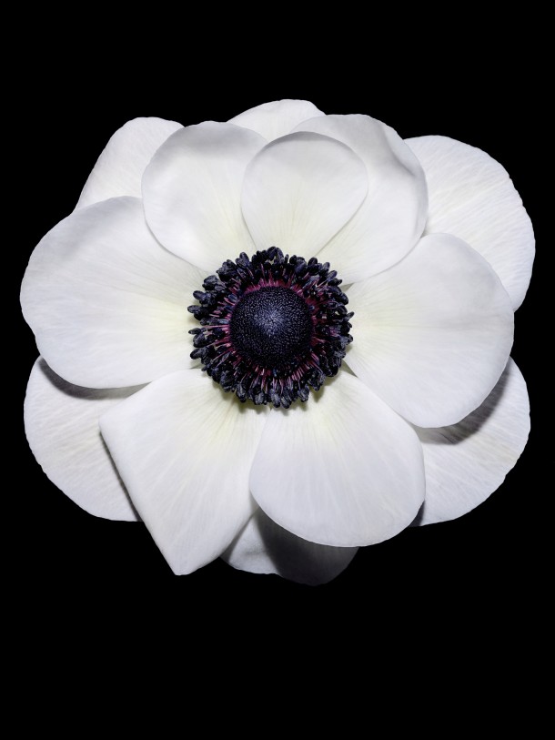 bloom