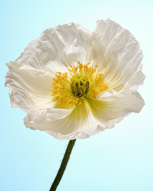 Flower bloom