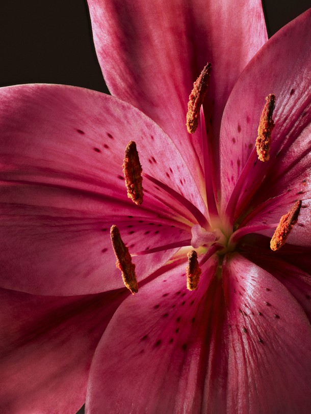 LILY