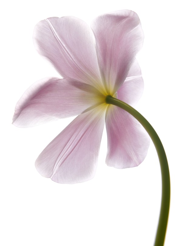 Flower power