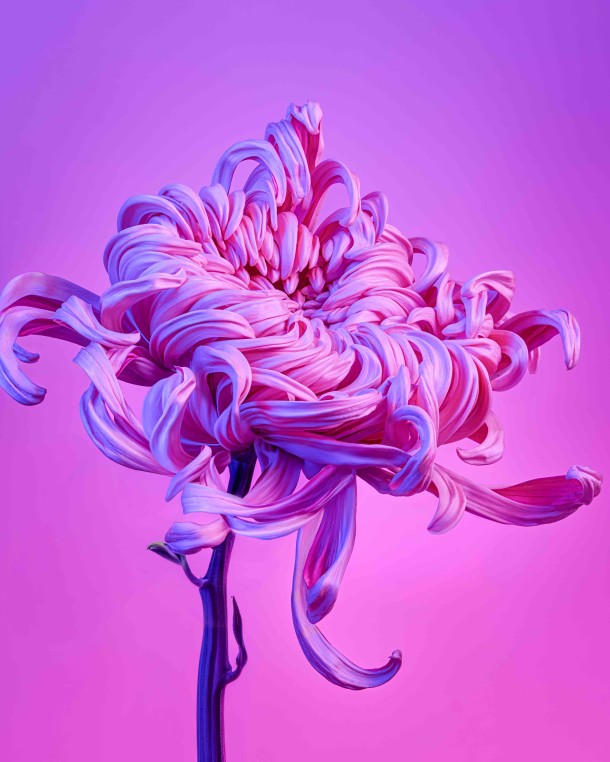 FLOWER STUDY / SELF INITIATED