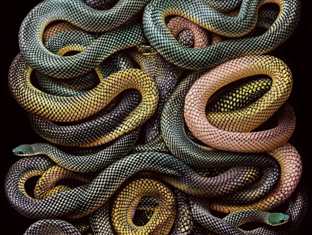 SNAKES