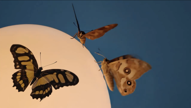 The Butterfly Effect