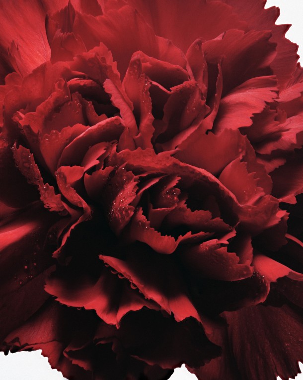 CARNATION