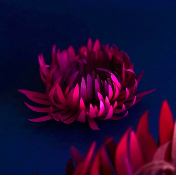 Chrysanthèmes