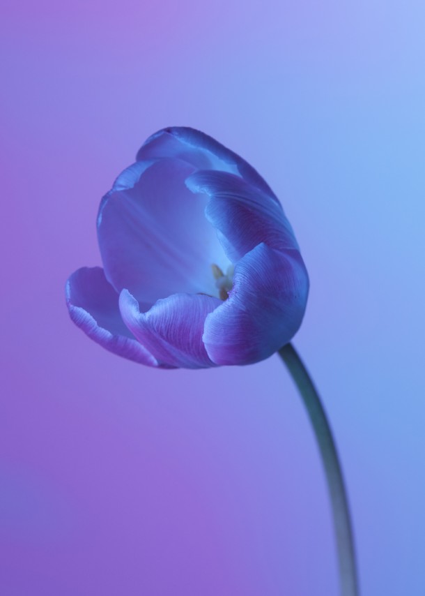 FLEUR