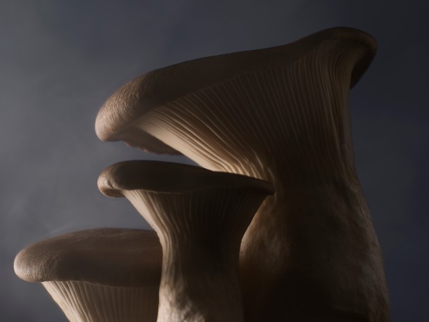 MUSHROOMS