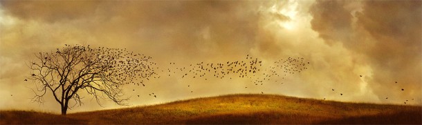 Flocking Birds