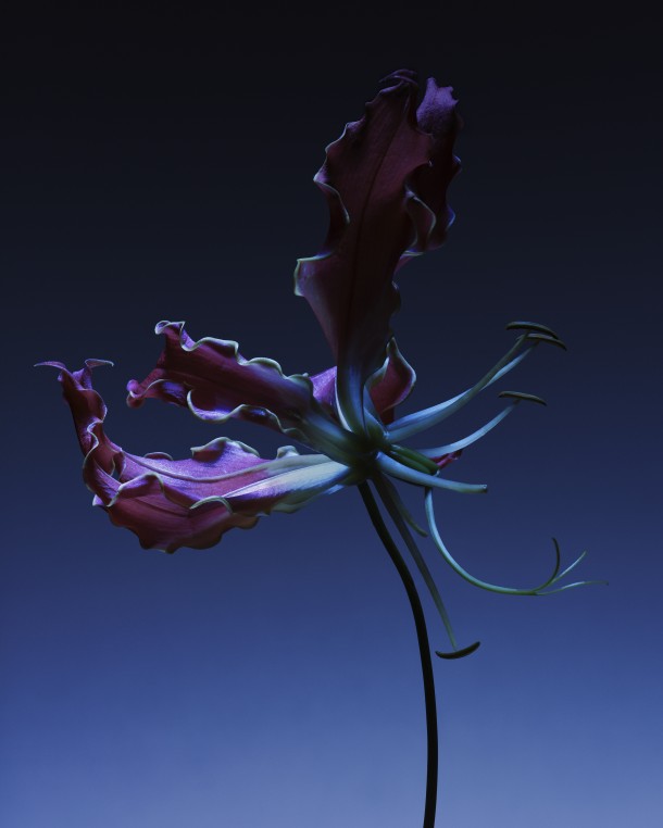 GLORIOSA